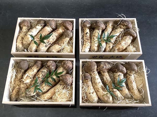 国産松茸の松4箱のご依頼