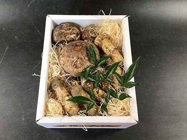 国産松茸の慶