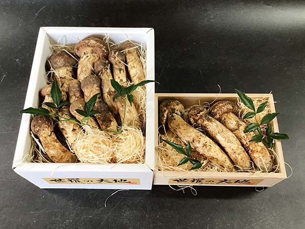 国産松茸の慶と梅