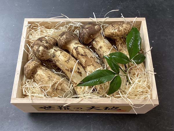 国産松茸の梅