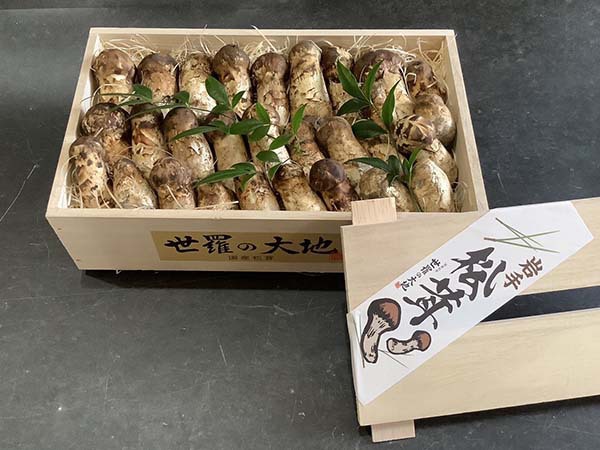 国産松茸のコロ