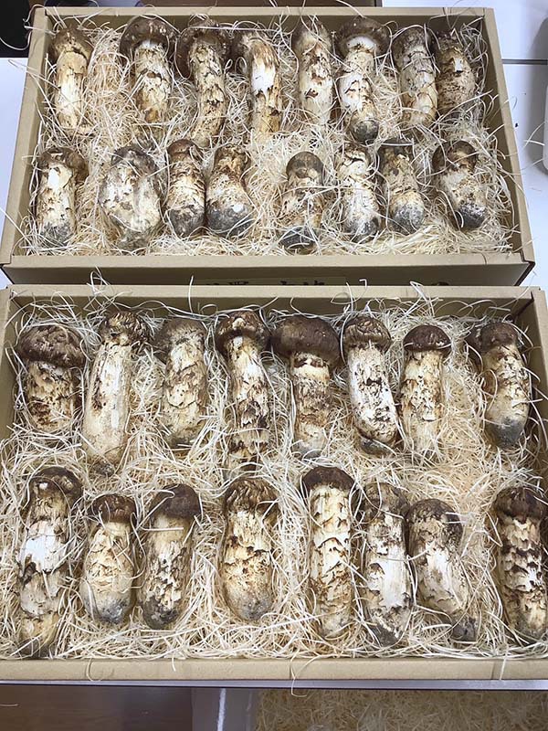 業者さまのご依頼　特選つぼみ2kg