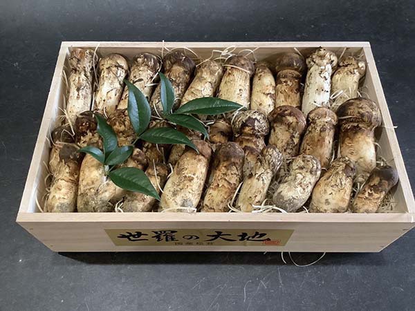 国産松茸のコロ