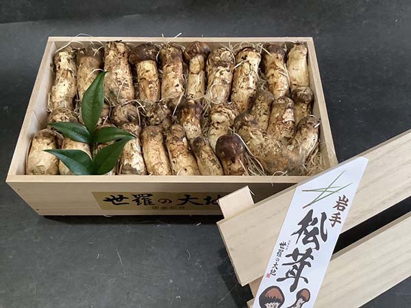 国産松茸のコロ