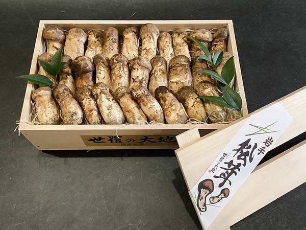 国産松茸のコロ