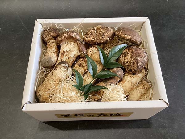 国産松茸の慶