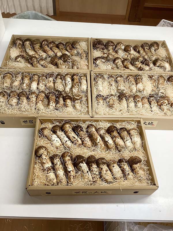 業者様からのご依頼　つぼみ5キロ