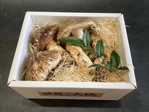 国産松茸の慶