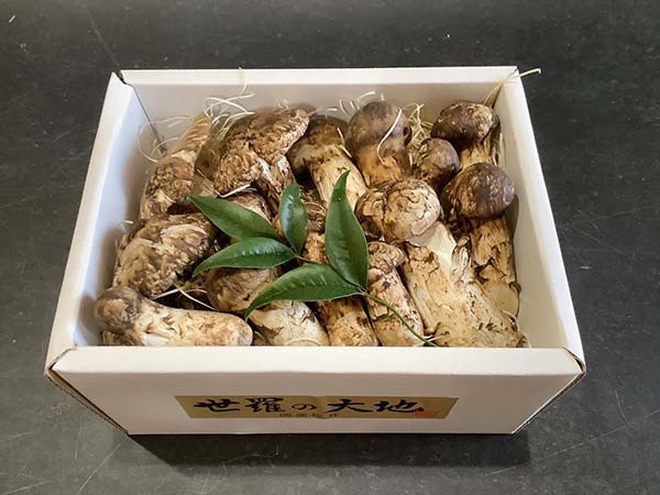 国産松茸の慶