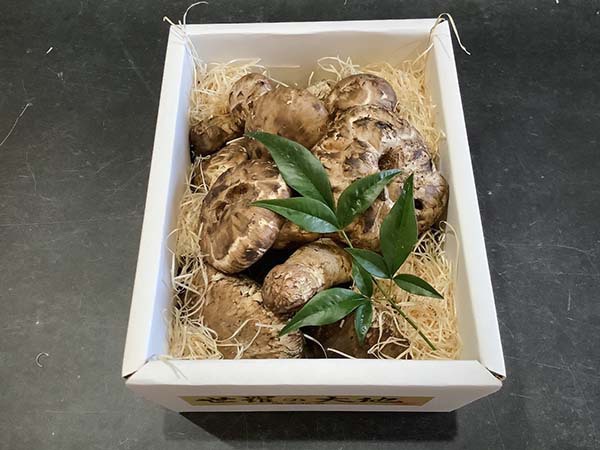 国産松茸の慶