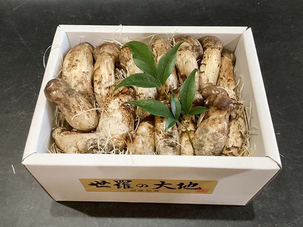 国産松茸の慶