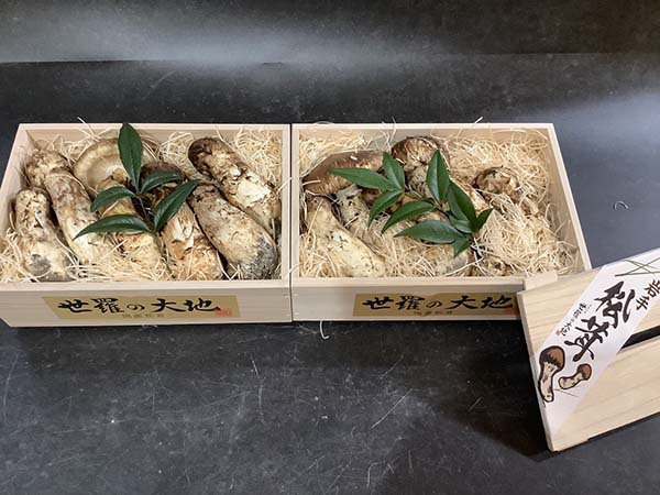 国産松茸の松
