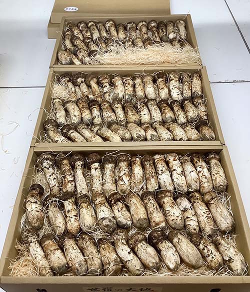 飲食店さま30gのつぼみのご依頼