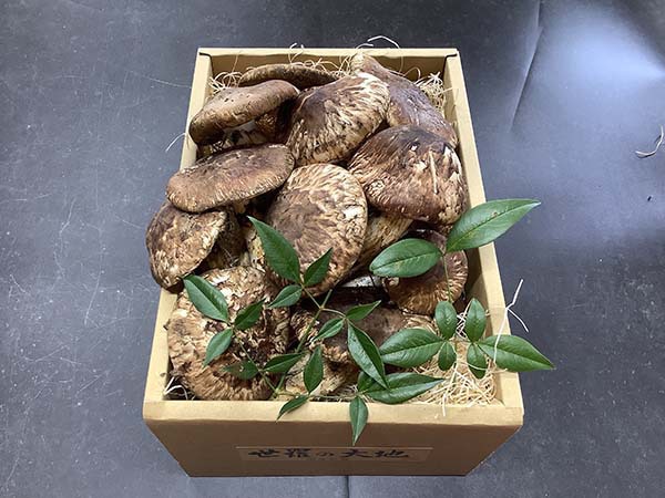 秋の名残りひらき1000g