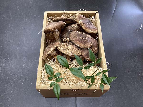 秋の名残りひらき700g