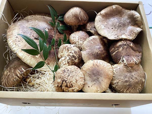 広島県 飲食店さまのご依頼