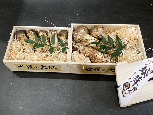 梅と松