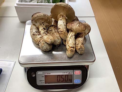 広島県産松茸500g