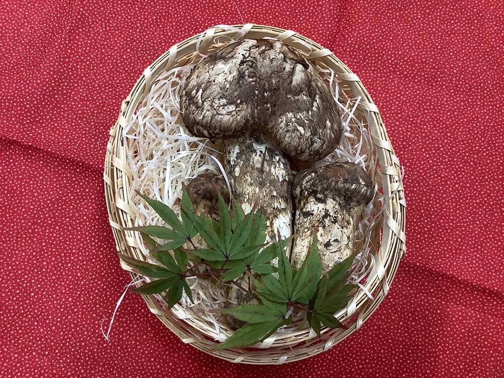 松茸の梅の写真