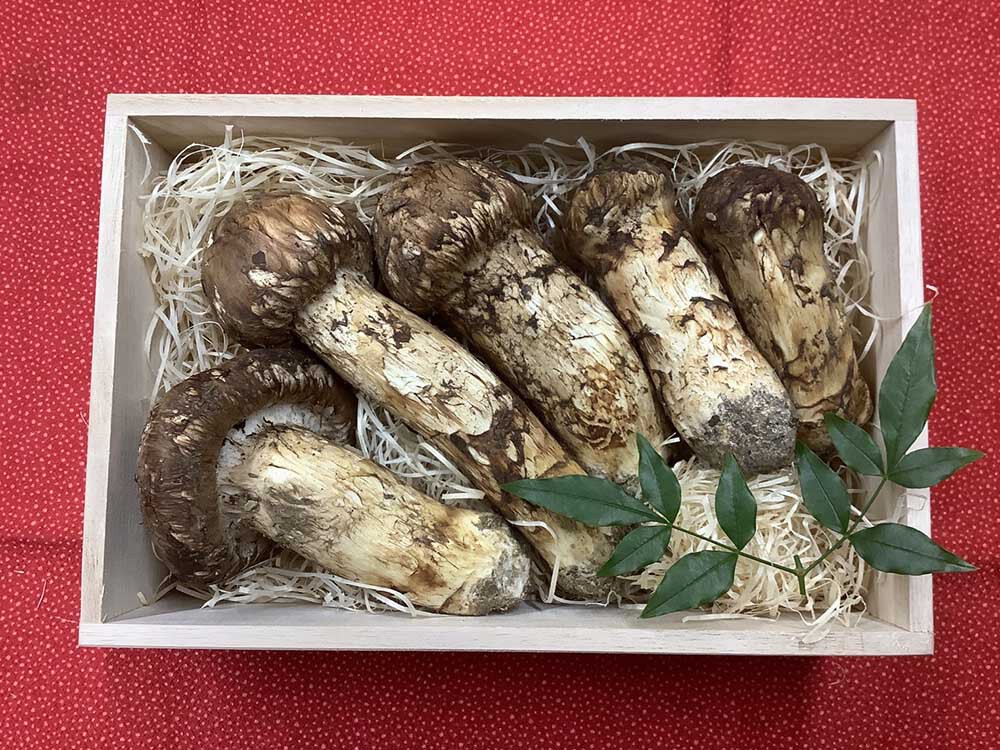 松茸の松の写真