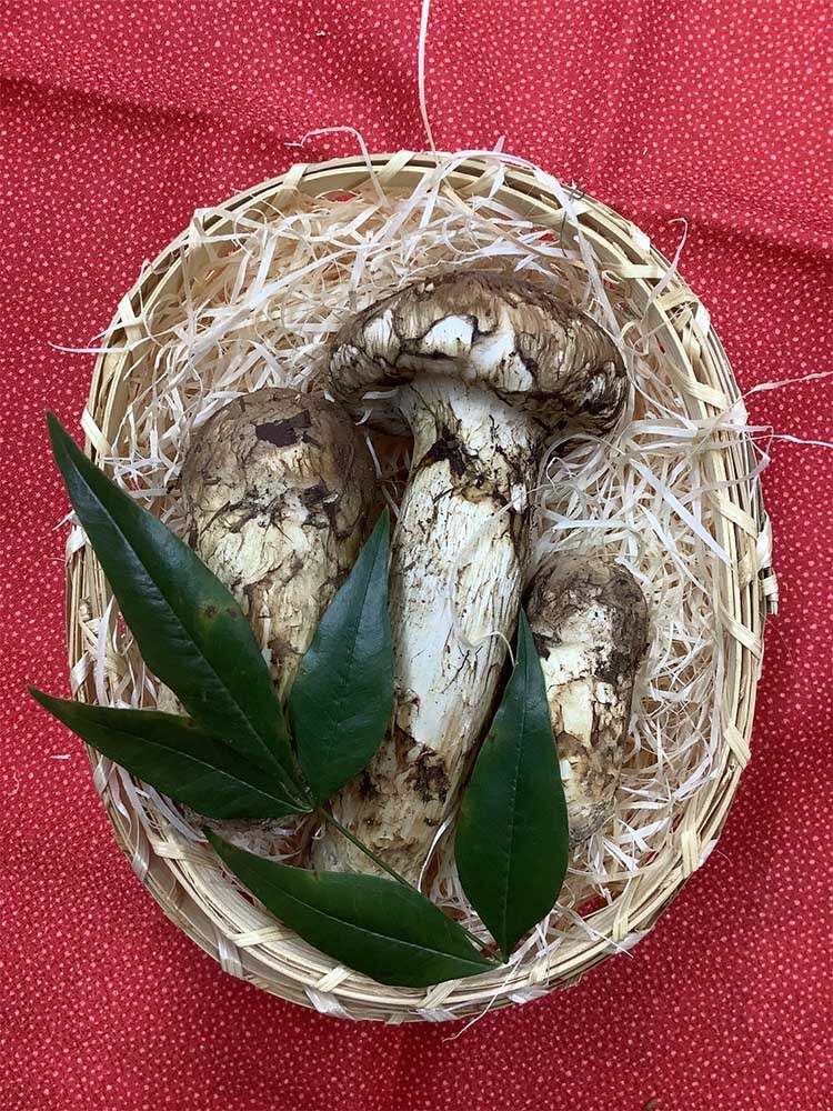 松茸の梅の写真