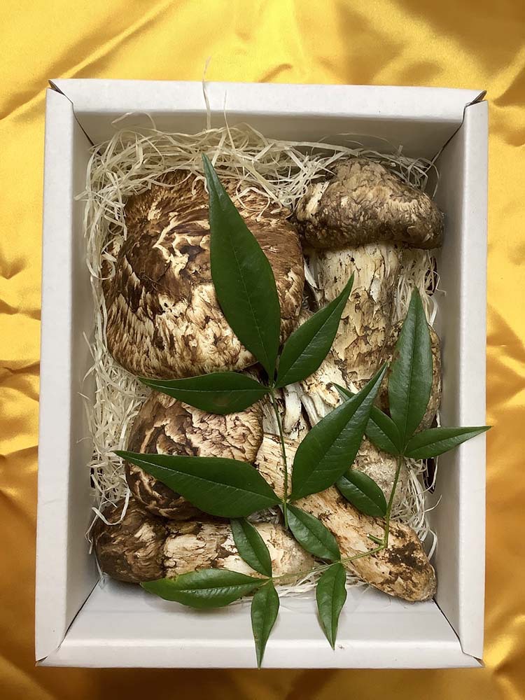 慶の松茸の写真