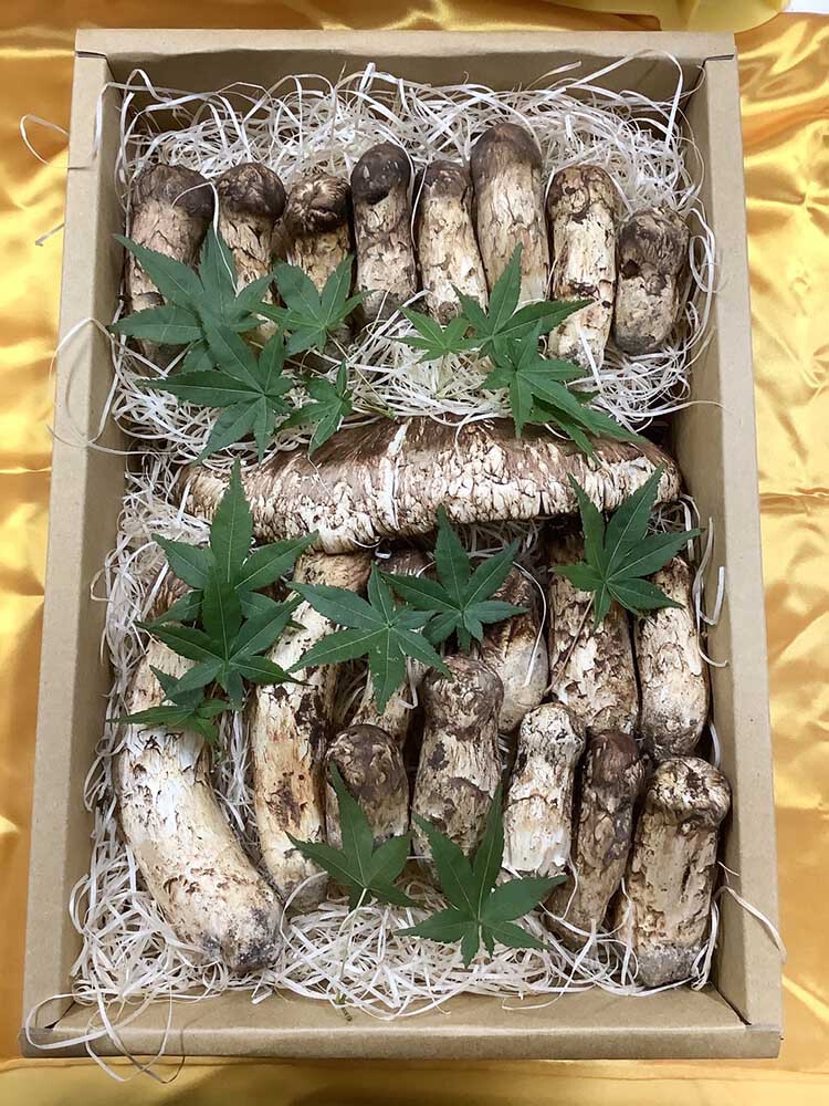 松茸の徳の写真