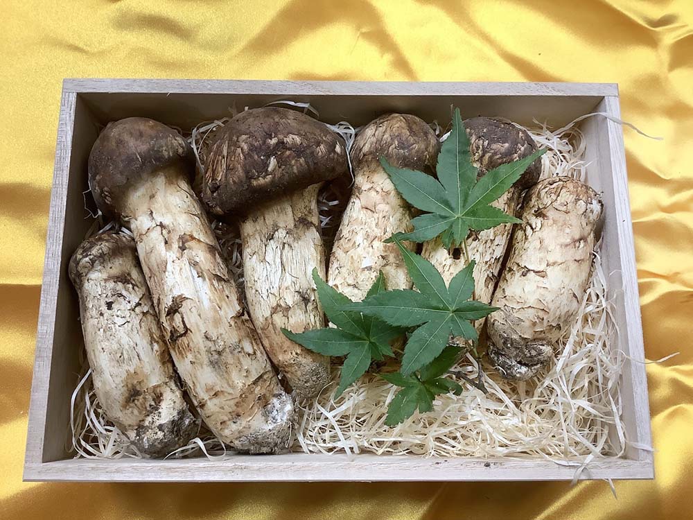 松茸の松の写真